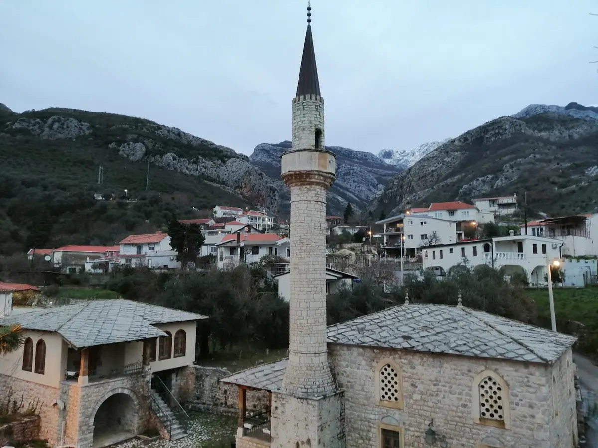 stara maslina
